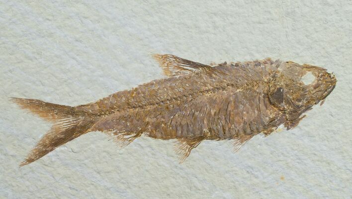 Knightia Fossil Fish - Wyoming #6574